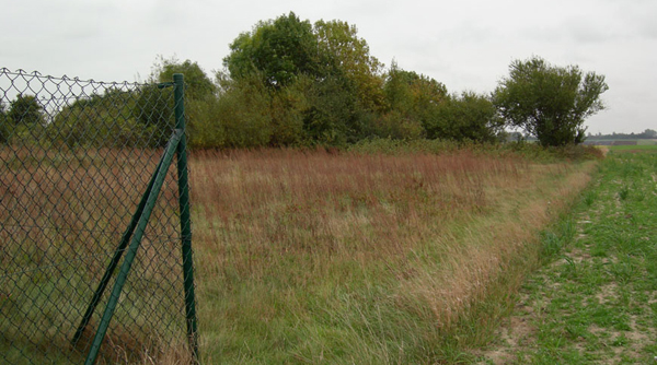 The jewish cemetery of Dobrzyca